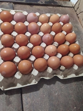 Продам домашние Куриные яйца Кишинёв - изображение 1
