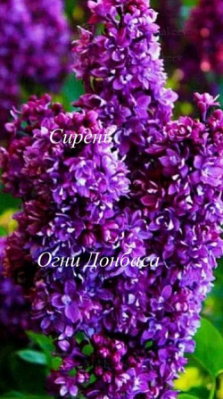 Саженцы сирени Мядель - изображение 3