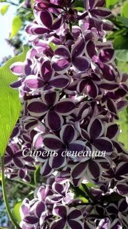 Саженцы сирени Мядель - изображение 2