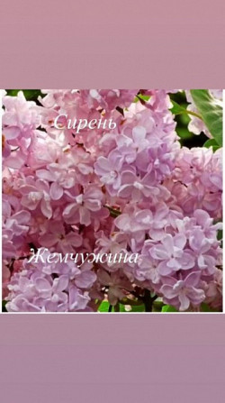Саженцы сирени Мядель - изображение 4
