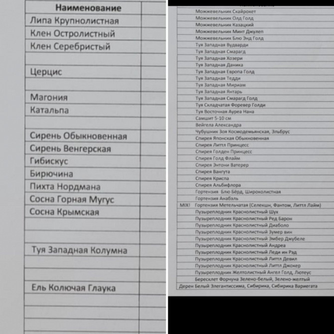 Укорененные саженцы хвойных. Сельцо - изображение 3