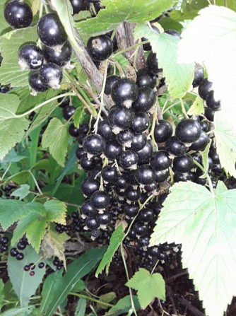 Саженцы чернойи красной смородина Светлогорск - изображение 4