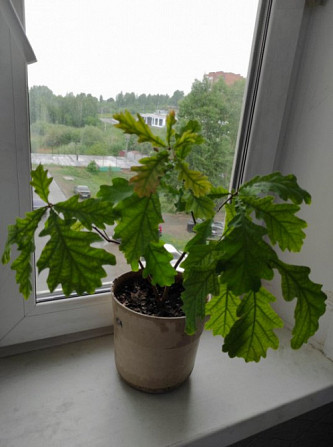 Продам саженец дуба. Сураж - изображение 1