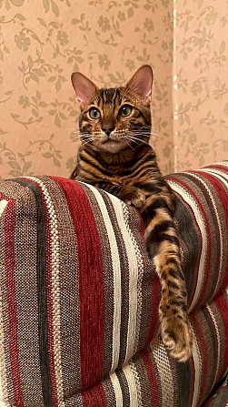 Котенок бенгал Санкт-Петербург - изображение 1