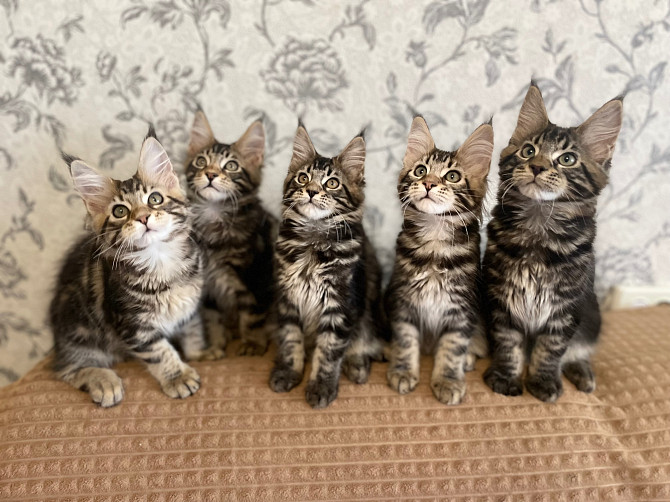 Котята Мейн Кун Саратов - изображение 6