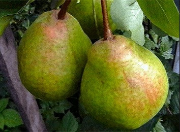 Саженцы Яблони, Груши, Вишни, Сливы и др Пермь - изображение 2