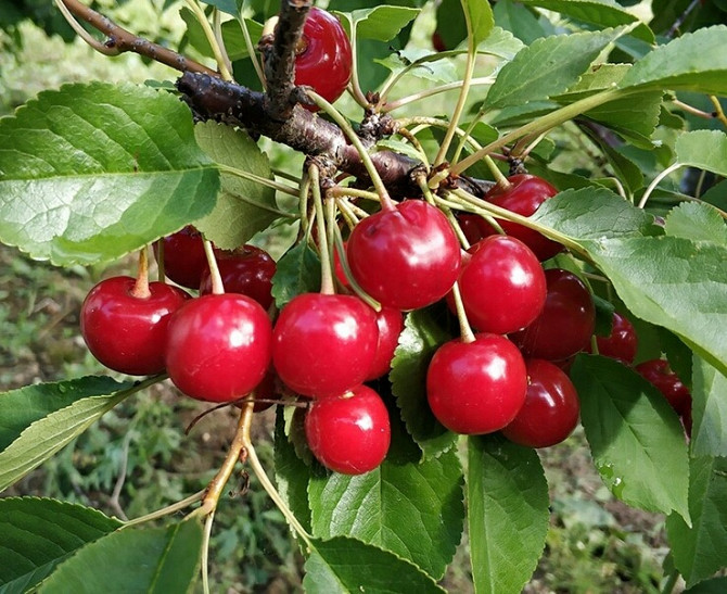 Саженцы Яблони, Груши, Вишни, Сливы и др Пермь - изображение 3