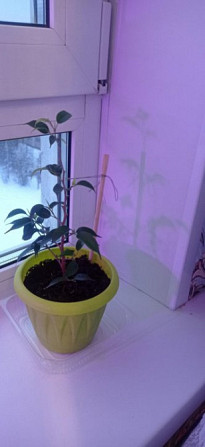 Фикус бенджамина. Новопавловск - изображение 1