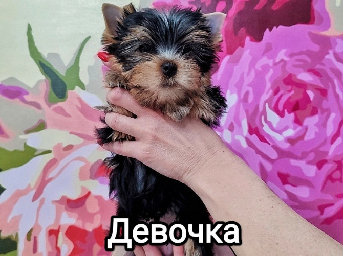 Щенки йоркширского терьера Ставрополь - изображение 5