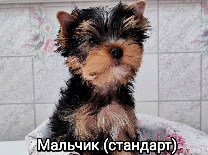 Щенки йоркширского терьера Ставрополь - изображение 6