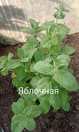 Мята почтой Астрахань - изображение 3