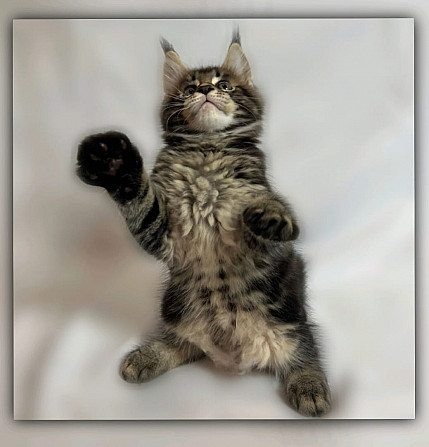 Мейн-кун котенок мальчик - Ernie Долгопрудный - изображение 4