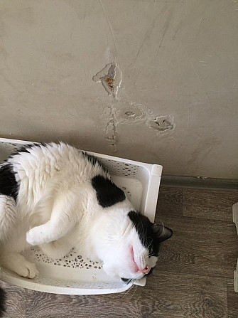 Котенка в добрые руки Актау - изображение 2
