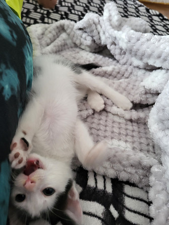 Котейка 1месяц Дербент - изображение 2