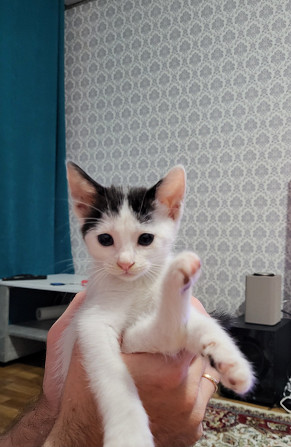 Котейка 1месяц Дербент - изображение 1