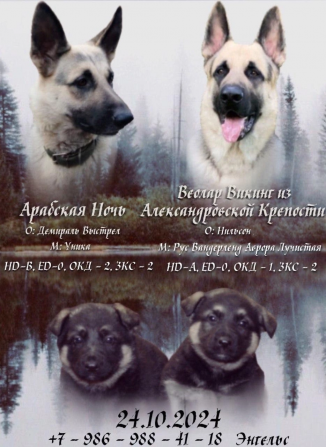 Продажа Саратов - изображение 7