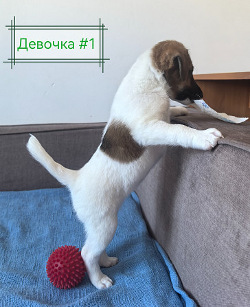 Щенки гладкошерстного фокстерьера Санкт-Петербург - изображение 2