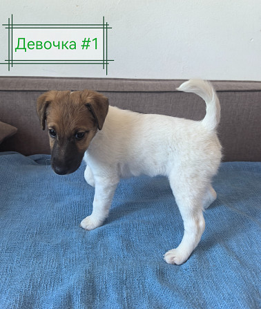 Щенки гладкошерстного фокстерьера Санкт-Петербург - изображение 3