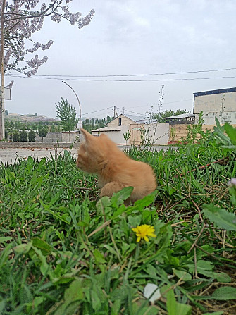 продам домашних котят Андижан - изображение 1