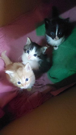 Котята в добрые руки Железноводск - изображение 3