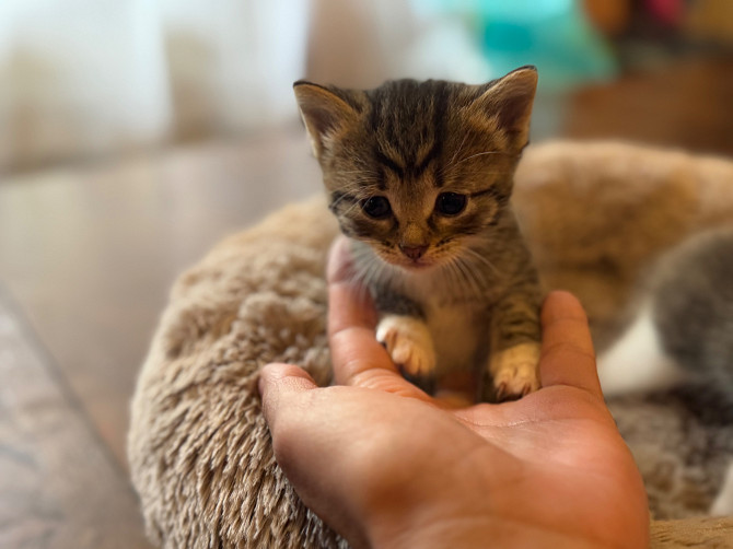 Котята Красногорск - изображение 3