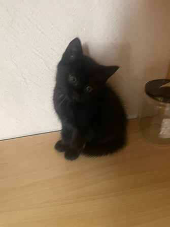 Котята в добрые руки Кисловодск - изображение 2