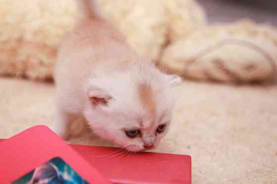 Котята шотландские вислоухие Гомель