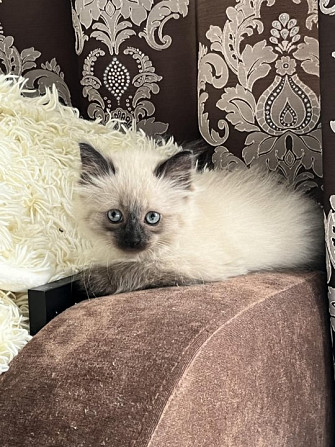 Сиамский котик Костанай - изображение 1