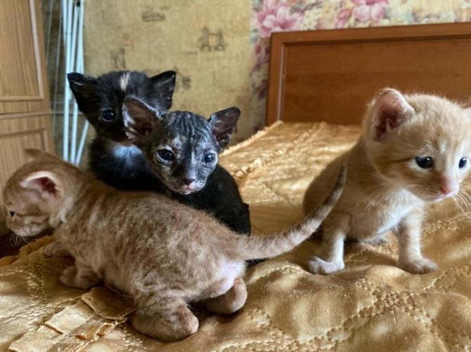 Донские котята Уральск - изображение 1