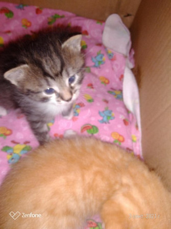Норвежской лесной кошки котята. Новосибирск - изображение 1