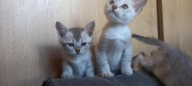 Бурмилла, котята. Кокшетау - изображение 1