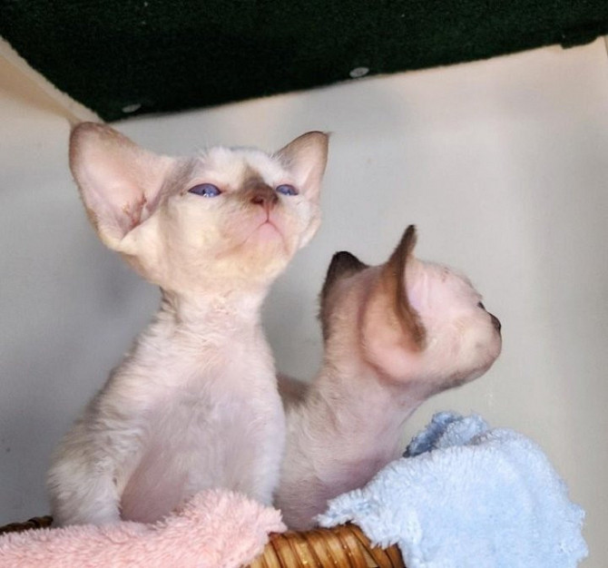 Милейший котёнок Девон рекс Костанай - изображение 1