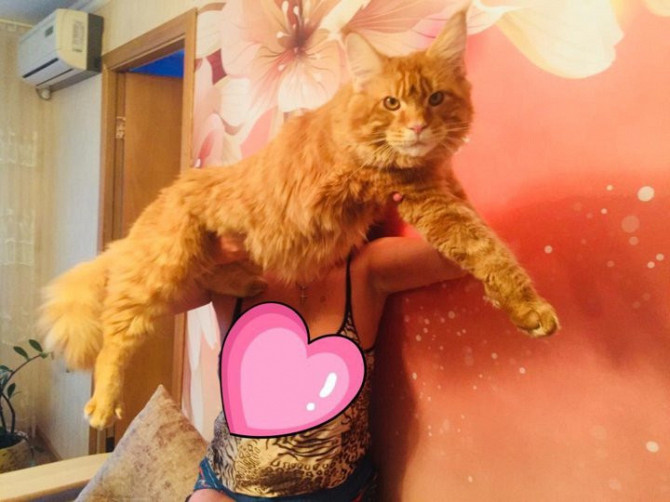 Котята мейн-кун Долгопрудный - изображение 1